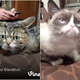 Image for article titled Lil Bub and Grumpy Cat Met and We're All Still Alive?